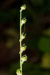 Miterwort